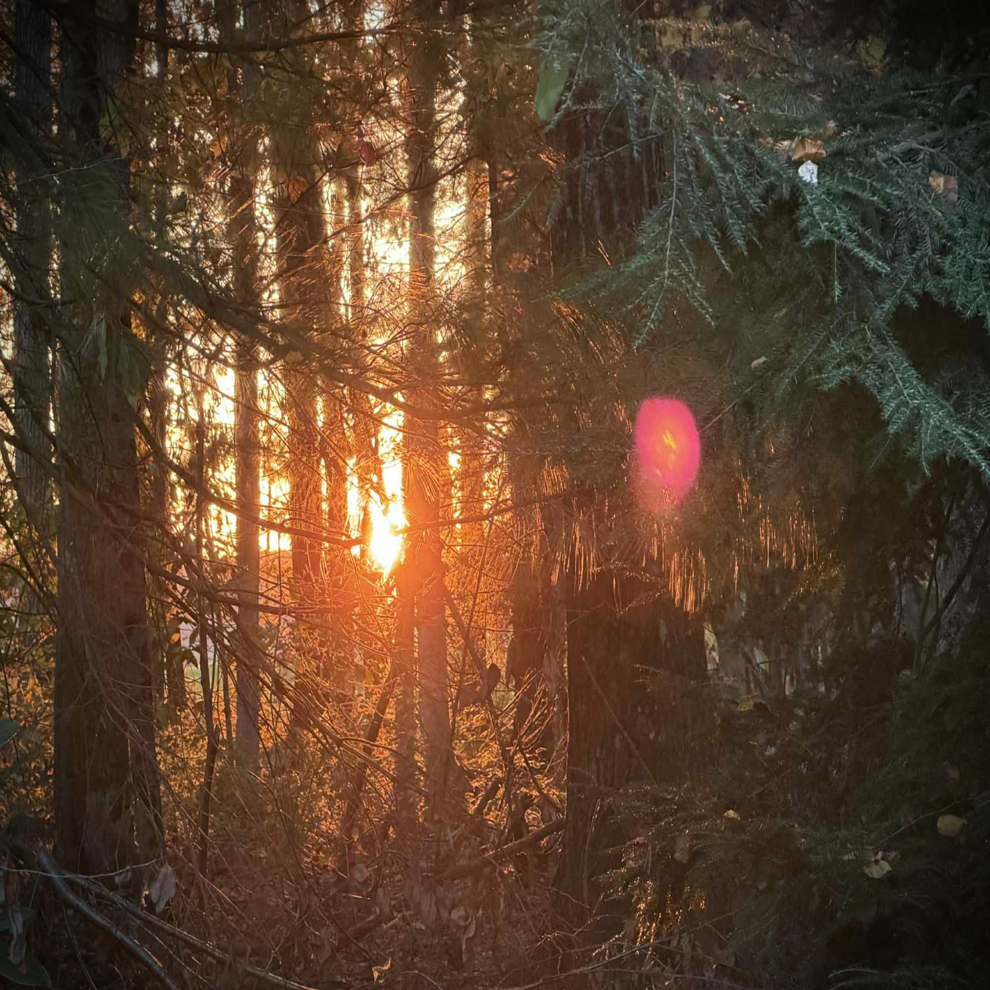 Songbird album cover by The Dilemma Band - Latest release 2026